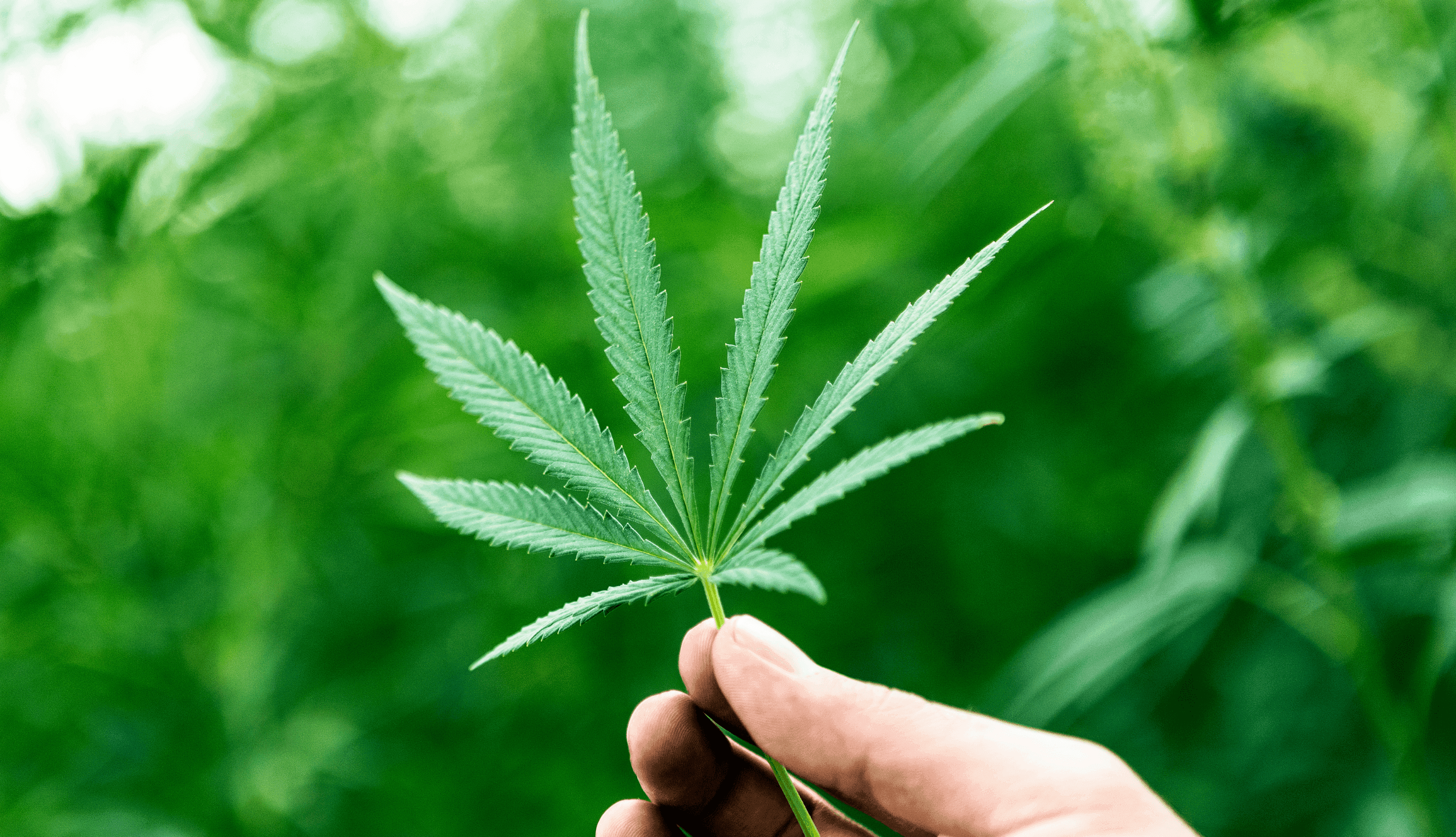 Nahaufnahme eines Hanfblatts in der Hand